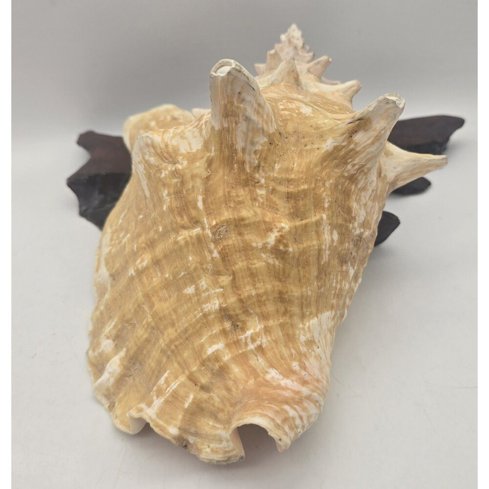 VINTAGE Large Conch Sea Shell Seashell Beach Horn - Picture 2 of 9